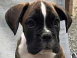 Chiot Boxer mâle bringé 4 mois