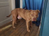 Mâle American Bully XL disponible pour saillie