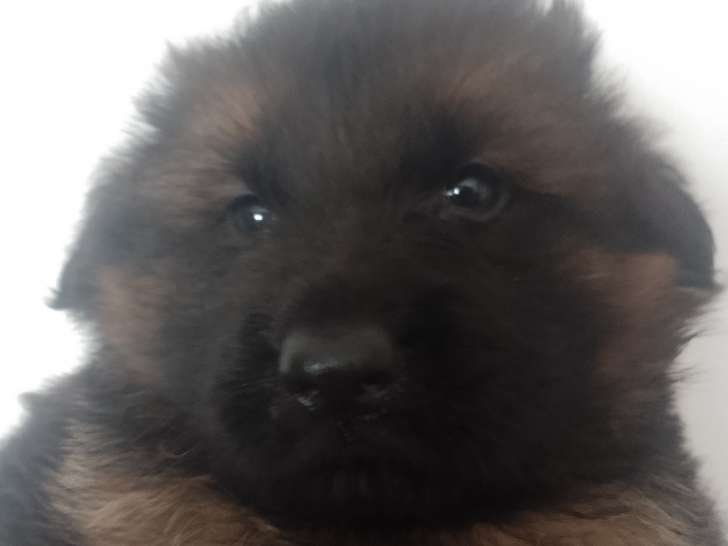 Chiots Berger Allemand à Poil Long LOF à vendre