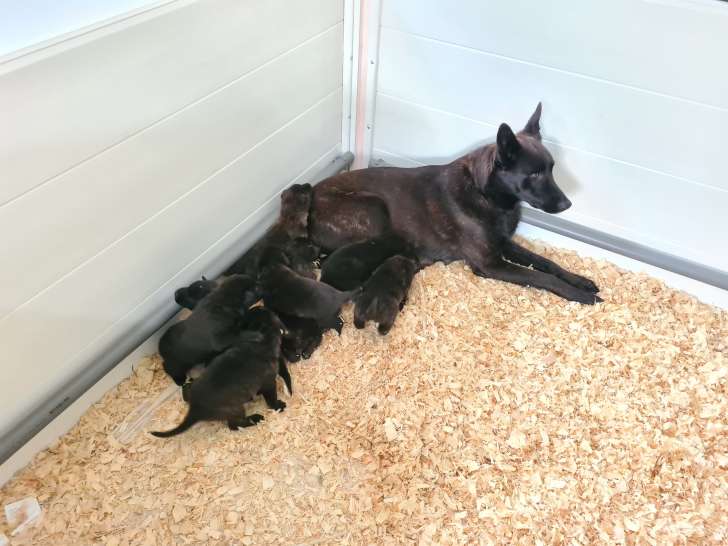 Chiots Berger Hollandais à vendre