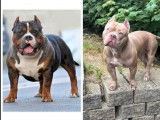 Femelle American Bully XL disponible pour saillie