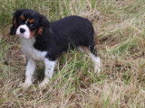 Chiots Cavalier King Charles LOF
