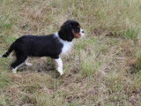 Chiots Cavalier King Charles LOF