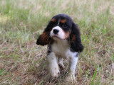 Chiots Cavalier King Charles LOF