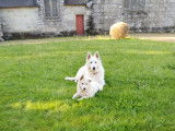 Chiots Berger Blanc Suisse LOF à vendre
