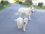 Chiots Berger Blanc Suisse LOF à vendre
