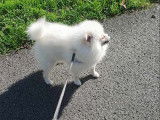 Chiot de race Loulou de Poméranie à vendre 1 mâle