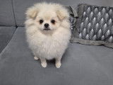Chiot de race Loulou de Poméranie à vendre 1 mâle