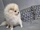 Chiot de race Loulou de Poméranie à vendre 1 mâle