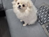 Chiot de race Loulou de Poméranie à vendre 1 mâle