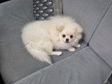Chiot de race Loulou de Poméranie à vendre 1 mâle