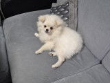 Chiot de race Loulou de Poméranie à vendre 1 mâle