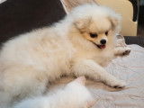Chiot de race Loulou de Poméranie à vendre 1 mâle