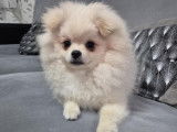 Chiot de race Loulou de Poméranie à vendre 1 mâle