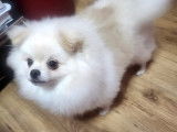 Chiot de race Loulou de Poméranie à vendre 1 mâle