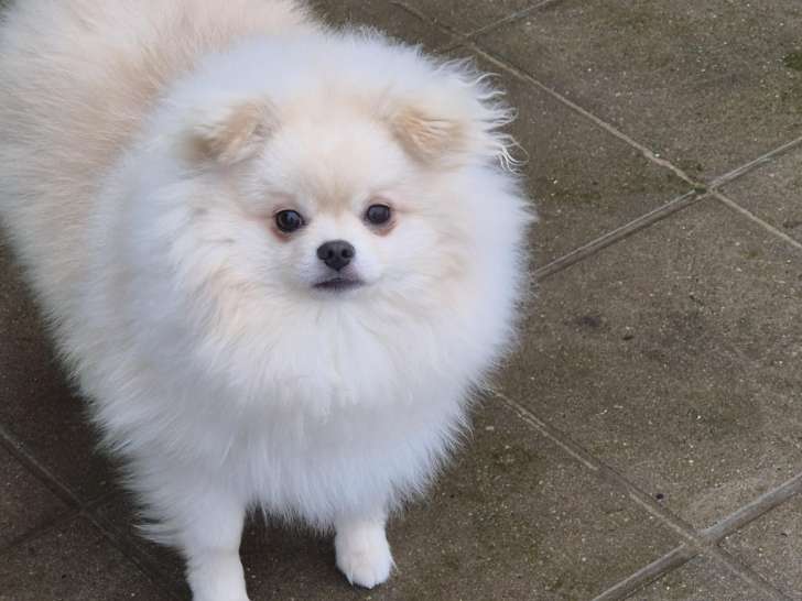 Chiot de race Loulou de Poméranie à vendre 1 mâle