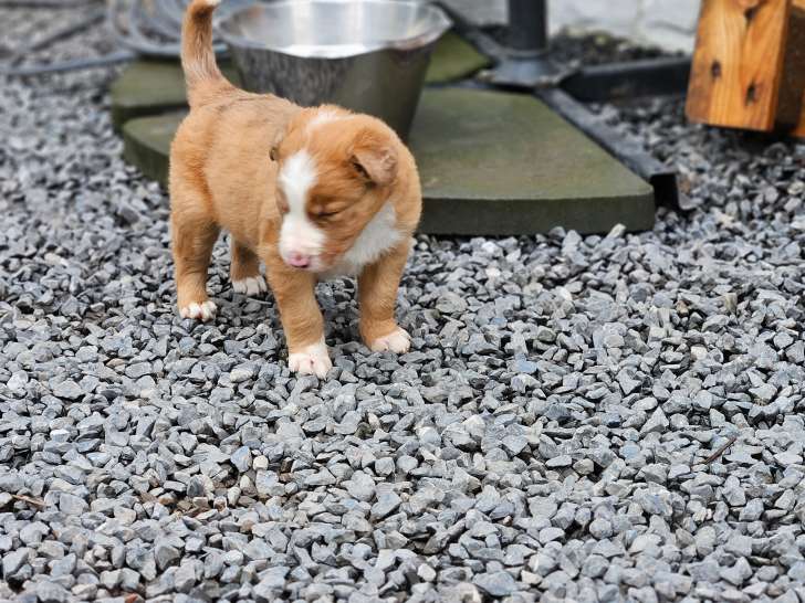 Chiots Border Collie à vendre