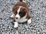 Chiots Border Collie à vendre