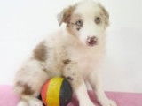 Chiots Border Collie à vendre