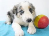 Chiots Border Collie à vendre