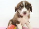 Chiots Border Collie à vendre