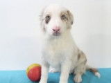 Chiots Border Collie à vendre