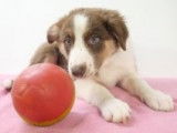Chiots Border Collie à vendre