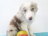 Chiots Border Collie à vendre