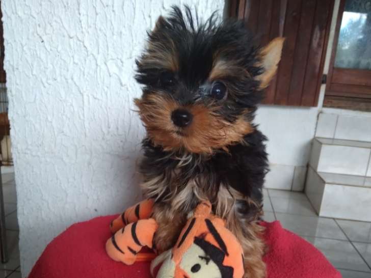 Chiots de race Yorkshire Terrier à vendre (1 femelle & 2 mâles)
