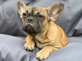 Chiots Bouledogue Francais à vendre