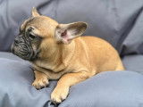 Chiots Bouledogue Francais à vendre