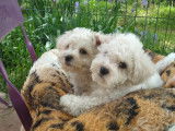 Chiots de race Bichon Frisé à vendre (1 femelle & 1 mâle)