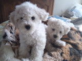 Chiots de race Bichon Frisé à vendre (1 femelle & 1 mâle)