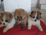 Chiots de race Spitz Allemand à vendre (2 femelles & 3 mâles)