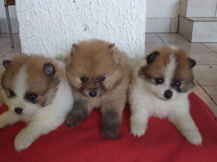 Chiots de race Spitz Allemand à vendre (2 femelles & 3 mâles)