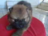 Chiots de race Spitz Allemand à vendre (2 femelles & 3 mâles)
