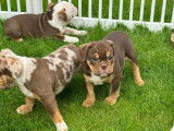 Chiots Bouledogue Anglais à vendre