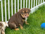 Chiots Bouledogue Anglais à vendre