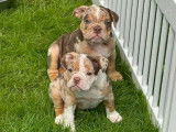 Chiots Bouledogue Anglais à vendre