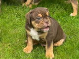 Chiots Bouledogue Anglais à vendre