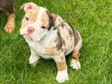 Chiots Bouledogue Anglais à vendre