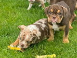 Chiots Bouledogue Anglais à vendre