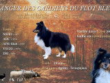 M&acirc;le Berger des Shetland LOF disponible pour saillie