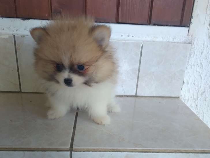 Chiot de race Loulou de Poméranie mâle à vendre