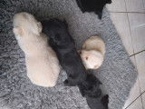 Chiots de race Scottish Terrier à vendre (2 femelles & 4 mâles)