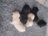 Chiots de race Scottish Terrier à vendre (2 femelles & 4 mâles)