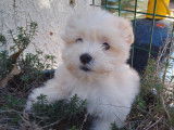 Chiots de race Coton de Tuléar à vendre (1 femelle & 2 mâles)