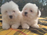 Chiots de race Coton de Tuléar à vendre (1 femelle & 2 mâles)