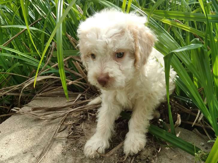 Chiots de race Lagotto Romagnolo à vendre (1 femelle & 4 mâles)