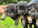 Chiots Berger Allemand poils court